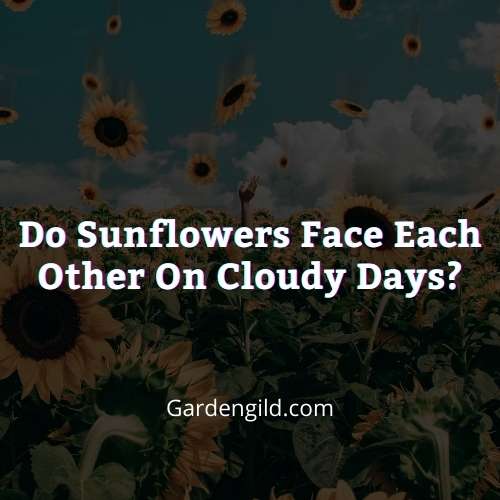 Do Sunflowers face each other on cloudy days thumbnails