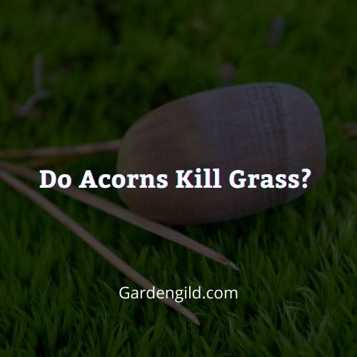 Do acorns kill grass thumbnails