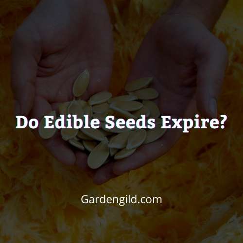 Do edible seeds expire thumbnails