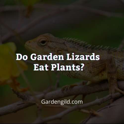 Do garden lizards eat plants thumbnails