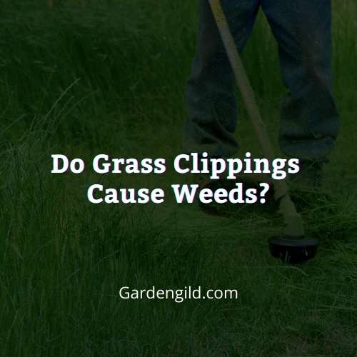 Do grass clippings cause weeds thumbnails