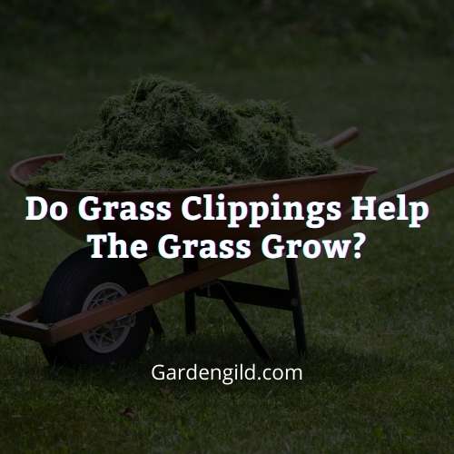 Do grass clippings help the grass grow thumbnails