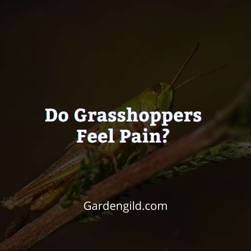 Do grasshoppers feel pain thumbnails