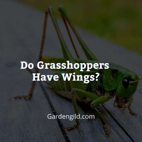 Do grasshoppers have wings thumbnails