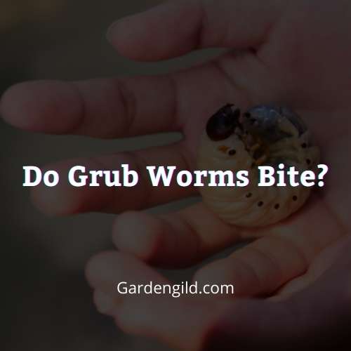 Do grub worms bite thumbnails