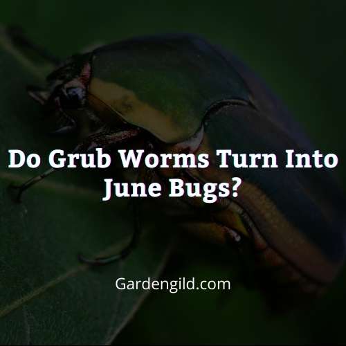 Do grub worms turn into June bugs thumbnails