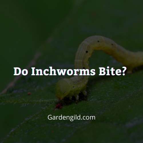 Do inchworms bite thumbnails