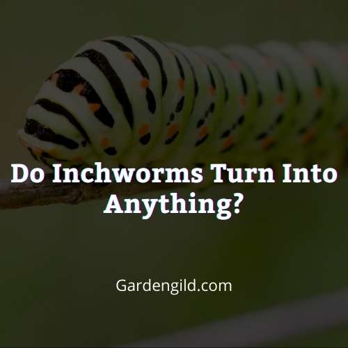 Do inchworms turn into anything thumbnails