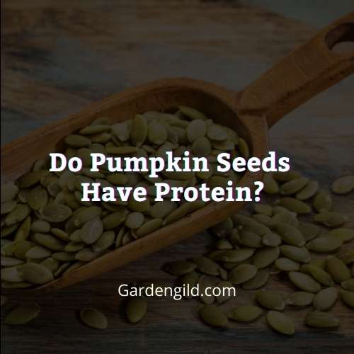 Do pumpkin seeds have protein thumbnails