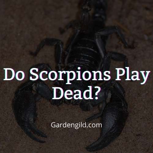 Do scorpions play dead thumbnails