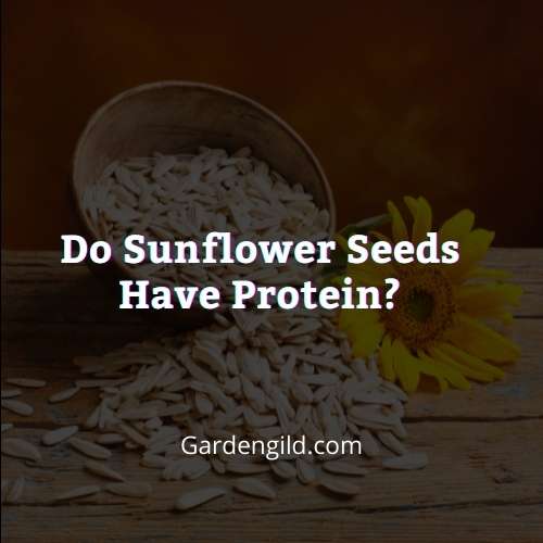 Do sunflower seeds have protein thumbnails