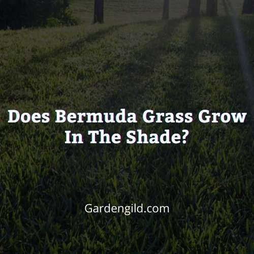 Does Bermuda grass grow in the shade thumbnails