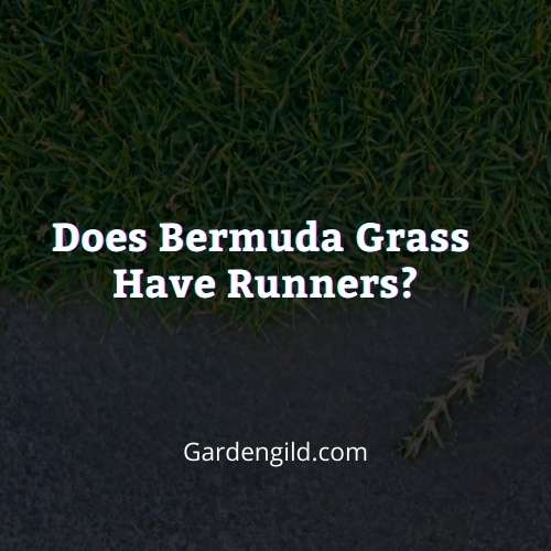 Does Bermuda grass have runners thumbnails