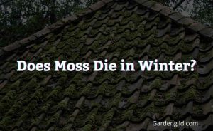 Does Moss Die in Winter