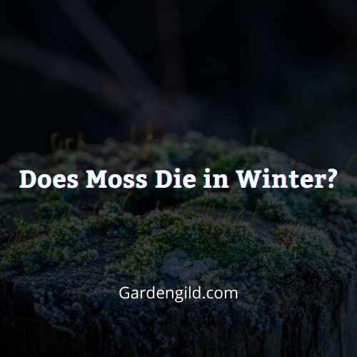 Does Moss Die in Winter thumbnails