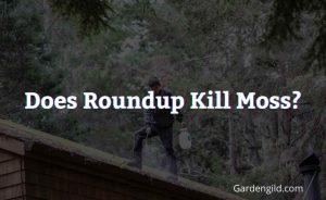 Does Roundup Kill Moss