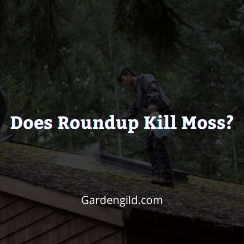 Does Roundup Kill Moss thumbnails