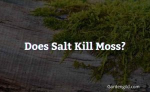 Does Salt Kill Moss