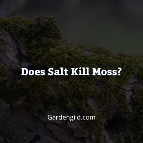 Does Salt Kill Moss thumbnails