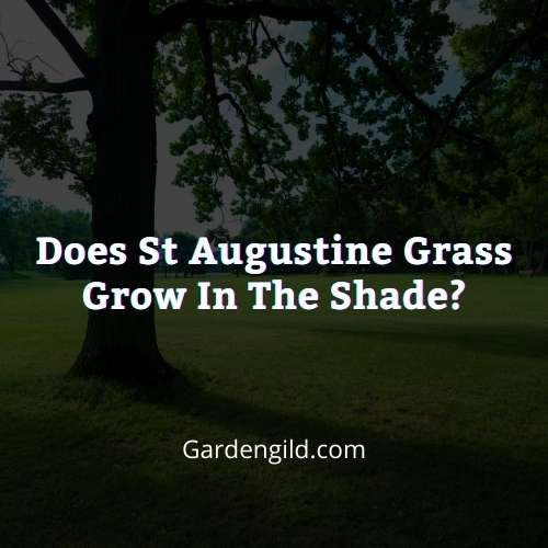 Does St Augustine grass grow in the shade thumbnails