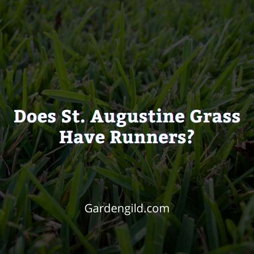 Does St. Augustine grass have runners thumbnails