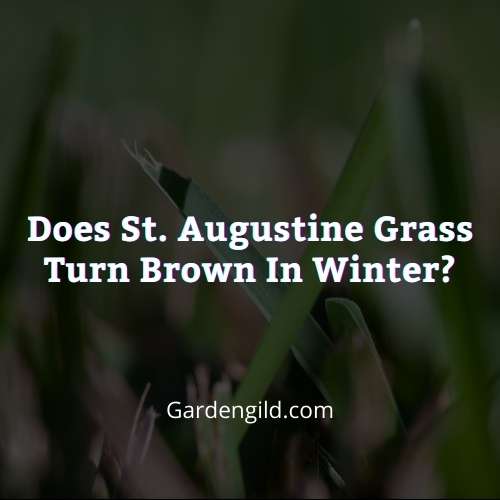 Does St. Augustine grass turn brown in winter  thumbnails