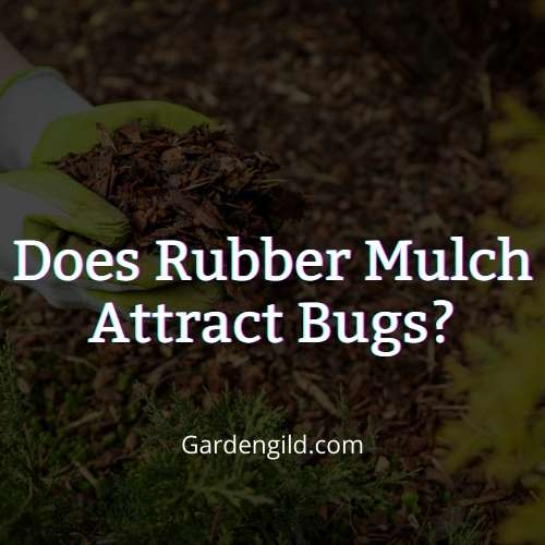 Does rubber mulch attract bugs thumbnails