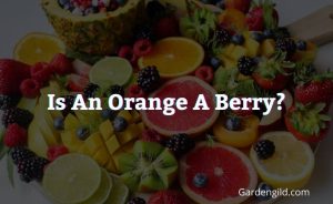 Is An Orange A Berry