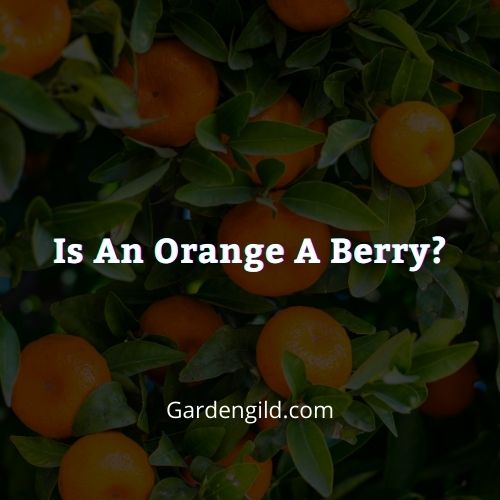 Is An Orange A Berry Thumbnails