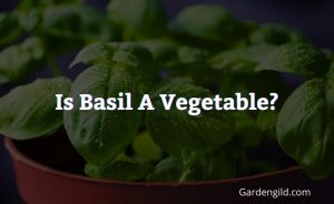 Is Basil A Vegetable