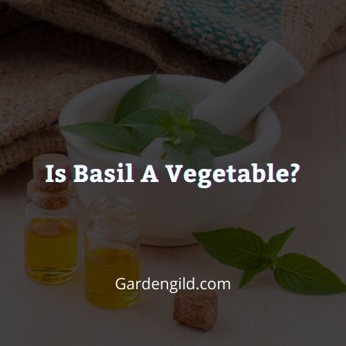 Is Basil A Vegetable thumbnails