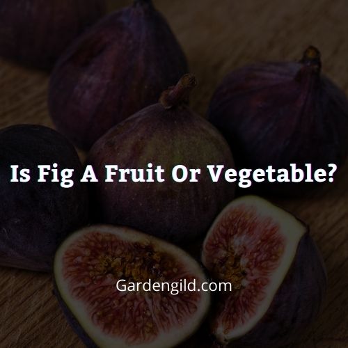 Is Fig a Fruit or Vegetable Thumbnails