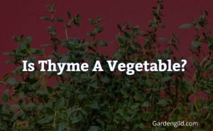 Is Thyme a Vegetable