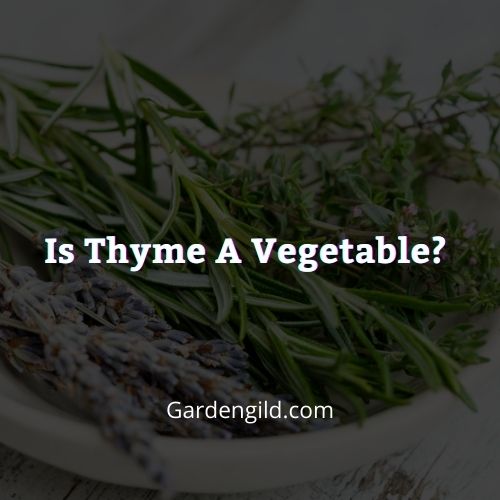 Is Thyme a Vegetable Thumbnails