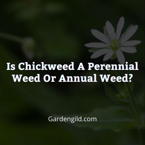 Is chickweed a perennial weed or annual weed thumbnails