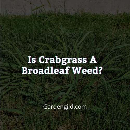 Is crabgrass a broadleaf weed thumbnails