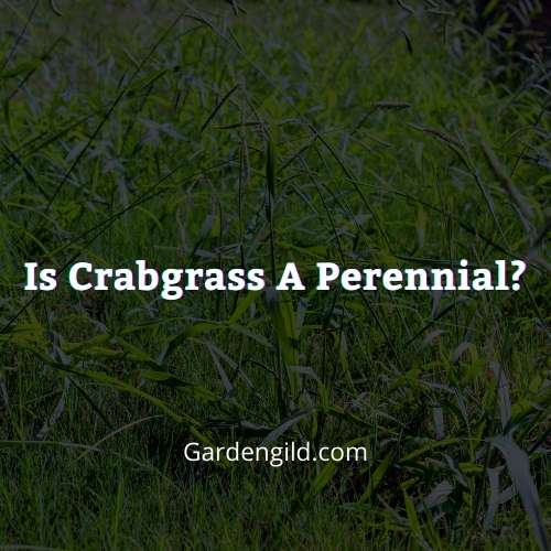 Is crabgrass a perennial thumbnails