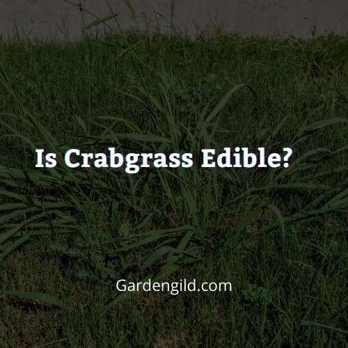 Is crabgrass edible thumbnails