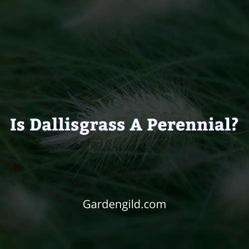 Is dallisgrass a perennial thumbnails