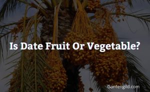 Is date fruit or vegetable