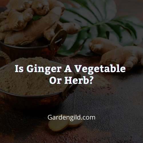 Is ginger a vegetable or herb thumbnails