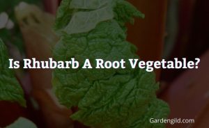 Is rhubarb a root vegetable