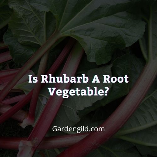 Is rhubarb a root vegetable thumbnails
