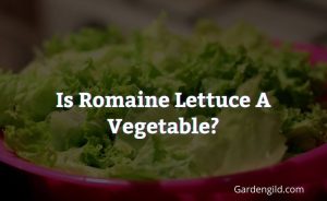 Is romaine lettuce a vegetable