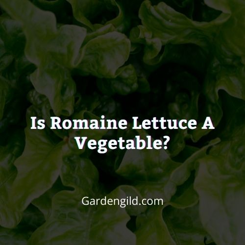 Is romaine lettuce a vegetable thumbnails
