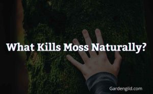 What Kills Moss Naturally