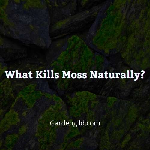 What Kills Moss Naturally thumbnails