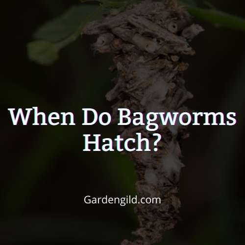 When do Bagworms hatch thumbnails