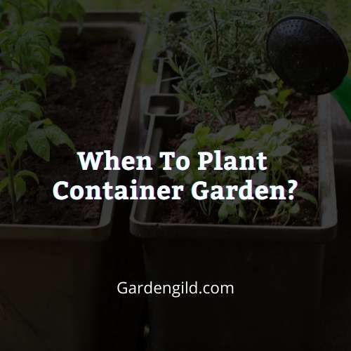 When to plant container garden thumbnails