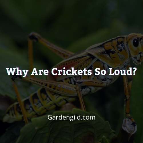 Why are crickets so loud thumbnails
